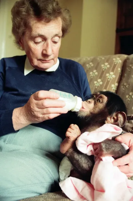 Framed Print : Twycross Zoo where baby chimp Tommy (3 months) is fed by Nathalie Evans