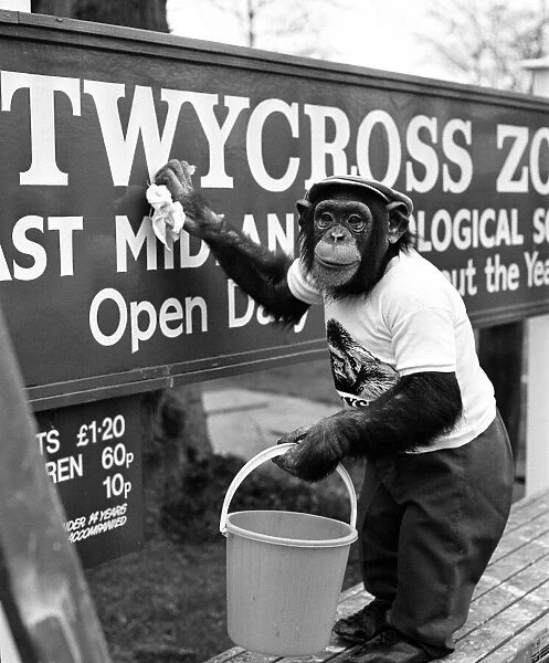 One of the Twycross Zoo Chimpanzees helping with a Spring clean around the zoo