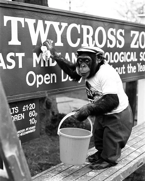One of the Twycross Zoo Chimpanzees helping with a Spring clean around the zoo