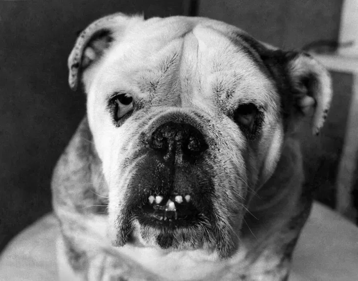 Framed Print : Ugly but not by Nature: Dusty, a 10-year-old Bulldog who weigh in at 65 lbs Framed Print : Ugly but not by Nature: Dusty, a 10-year-old Bulldog who weigh in at 65 lbs