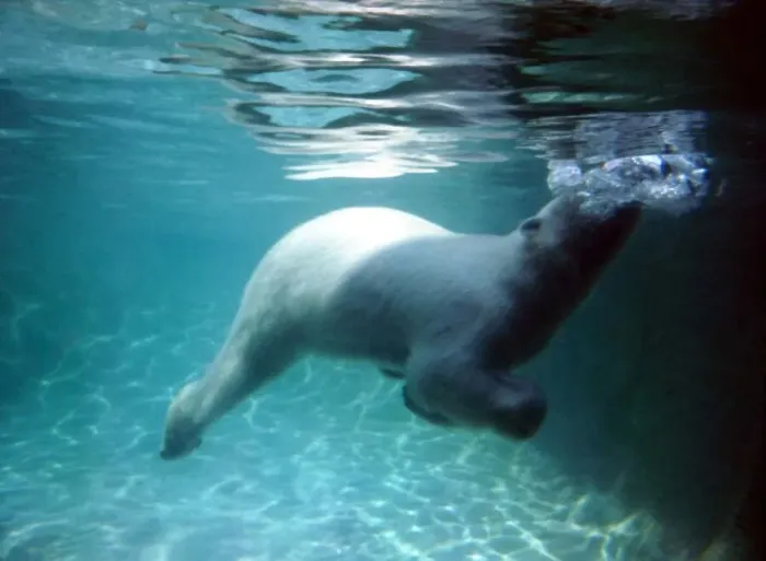 Framed Print : Underwater Polar Bears, London Zoo June 1969 A©Mirrorpix Framed Print : Underwater Polar Bears, London Zoo June 1969 A©Mirrorpix