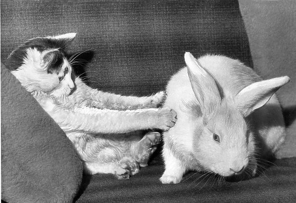 Unlikely friendship - this cat and rabbit