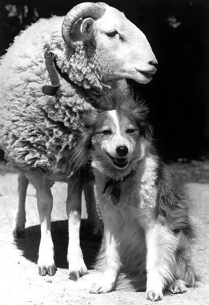 An unlikely friendship of dog and sheep Dog Welfare Centre, Stokenchurch