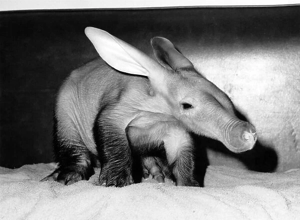 Unloved... Abigail the aardvark. May 1988 P006701