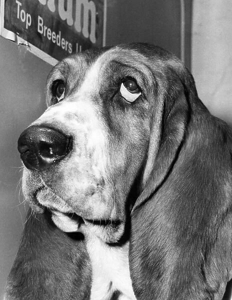 A unmistakable face of a Basset Hound