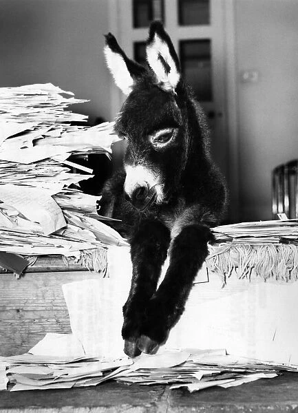 A unnamed donkey nestles among the 2. 250 suggestions for a name