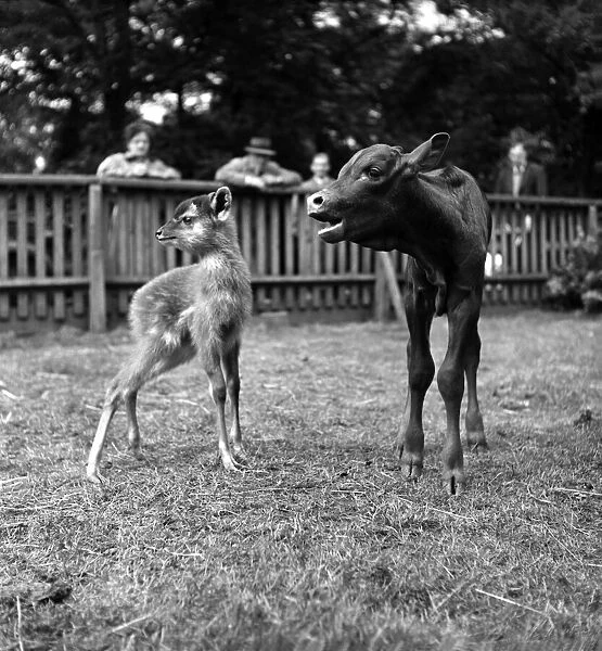 Unsteady on his pins this Watussi cattle calf, called Sitatunga born at Belle Vue