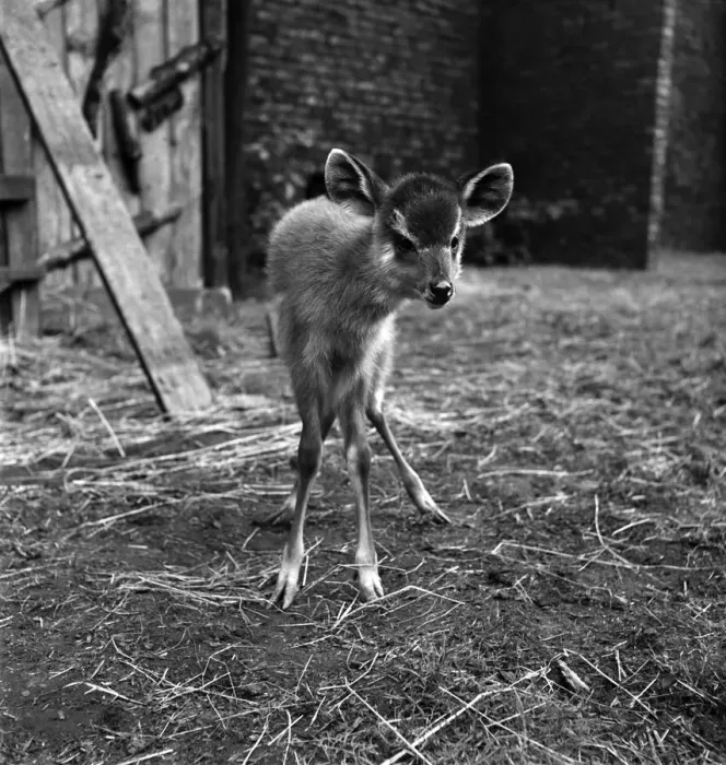 Framed Print : Unsteady on his pins this Watussi cattle calf, called Sitatunga born at Belle Vue Framed Print : Unsteady on his pins this Watussi cattle calf, called Sitatunga born at Belle Vue
