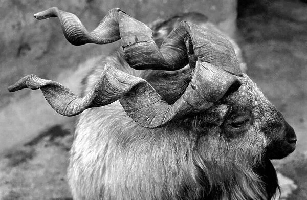 Unusual. Animals. London Zoo. Goat. January 1976 76-00087