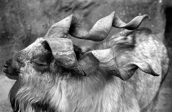 Unusual. Animals. London Zoo. Goat. January 1976 76-00087-001