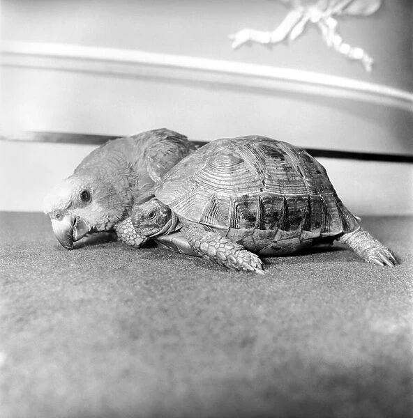 Unusual friendship: Parrot and tortoise. 1964