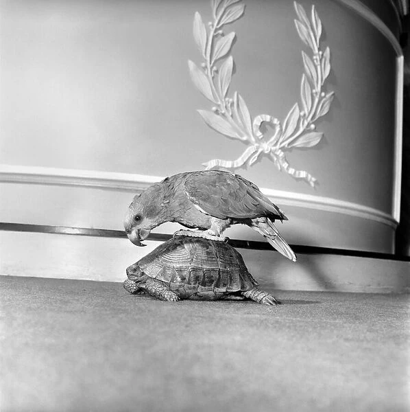 Unusual friendship: Parrot and tortoise. 1964