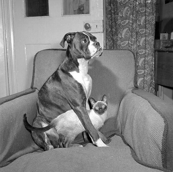 Unusual Friendships A Boxer dog and a Siamese cat get coftable in an armchair