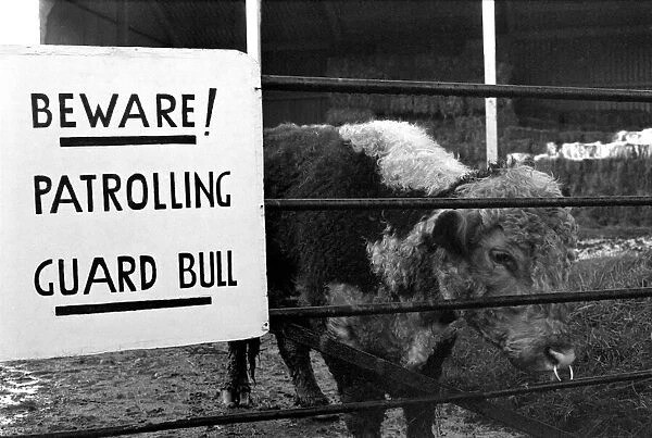 Unusual  /  Humour: Fodder Thieves Patrolling Guard Bull. January 1975 75-00402-004