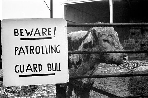 Unusual  /  Humour: Fodder Thieves Patrolling Guard Bull. January 1975 75-00402