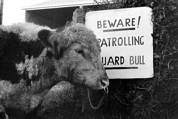 Unusual  /  Humour: Fodder Thieves Patrolling Guard Bull. January 1975 75-00402-002