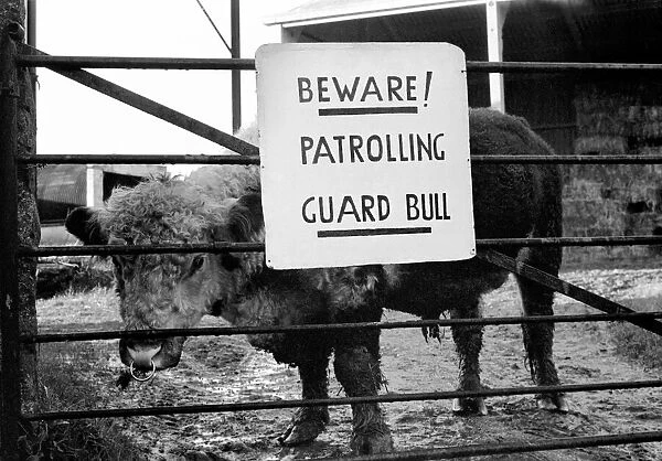 Unusual  /  Humour: Fodder Thieves Patrolling Guard Bull. January 1975 75-00402-003
