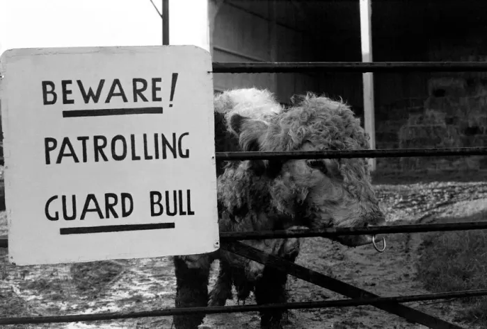 Framed Print : Unusual  /  Humour: Fodder Thieves Patrolling Guard Bull. January 1975 75-00402-001