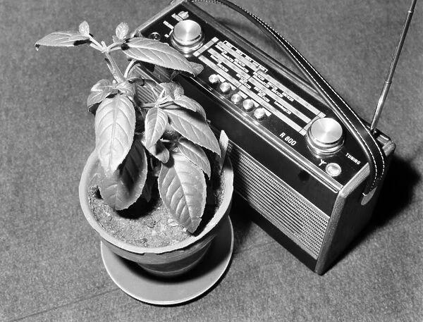 Unusual: Humour: Still Life: Radio and plant. March 1975 75-01581-003