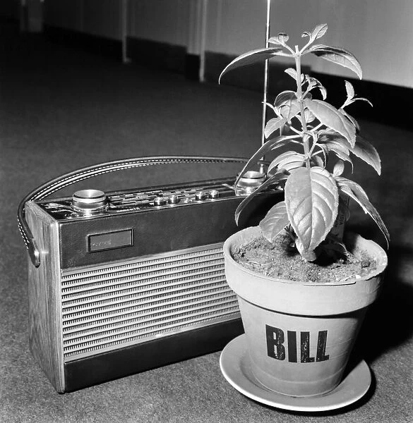Unusual: Humour: Still Life: Radio and plant. March 1975 75-01581-004