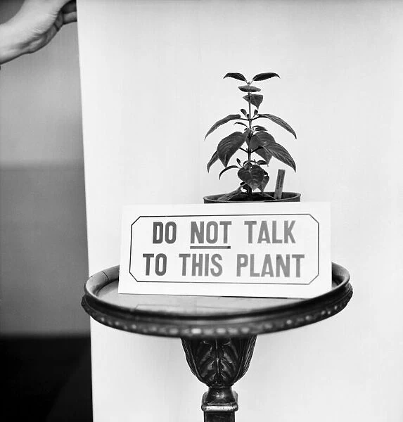 Unusual: Humour: Model Angela Jay and plant. March 1975 75-01424-007