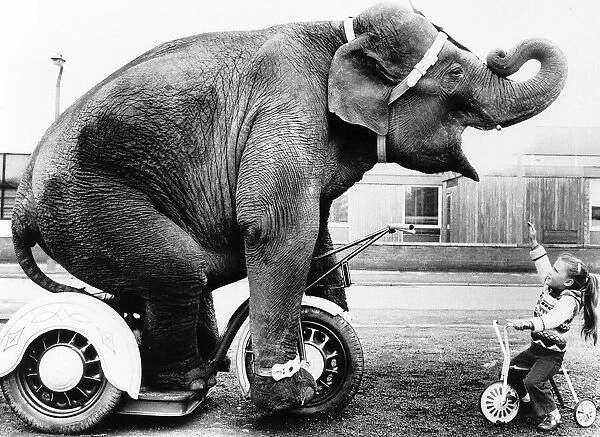 Unusual Pictures Elephant rides tricycle copying little toddler circa 1970s