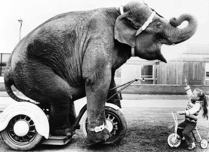 Framed Print : Unusual Pictures Elephant rides tricycle copying little toddler circa 1970s