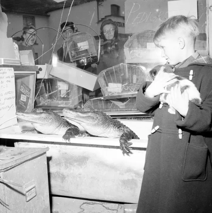 Framed Print : Two of the more unusual resident of this London pet shop eye up a small boy and his dog Framed Print : Two of the more unusual resident of this London pet shop eye up a small boy and his dog