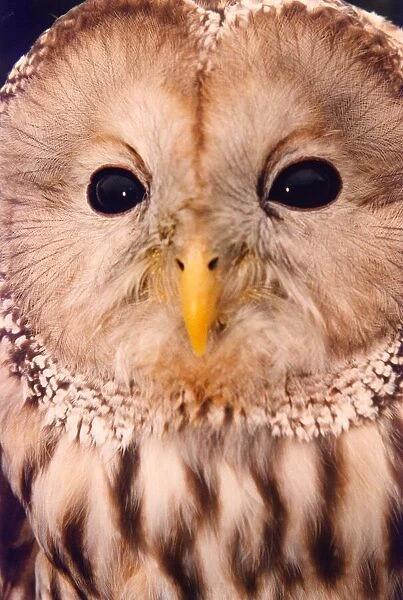 An Ural Owl