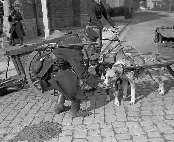 The use of dogs for light haulage purposes was a feature of the Belgian armed forces in