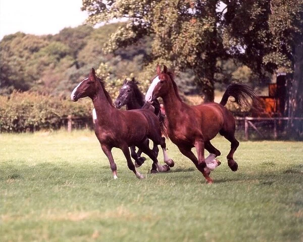 Some of the Vaux Brewery horses enjoying their annual summer holiday in 1997