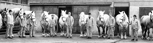 The Vaux Percherons, or dray horses are lined up for inspeciton in 1970