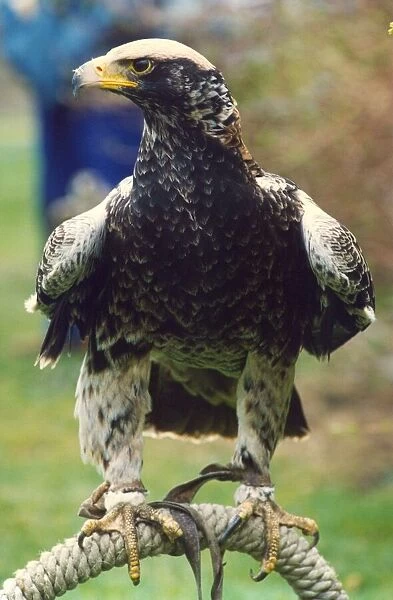 A Verraux Eagle bird of prey
