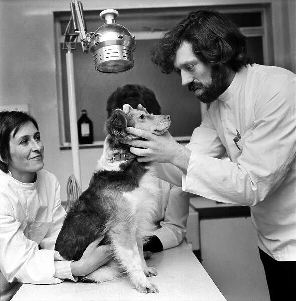 Vet in action: Dog Home at Battersea. January 1975 75-00031