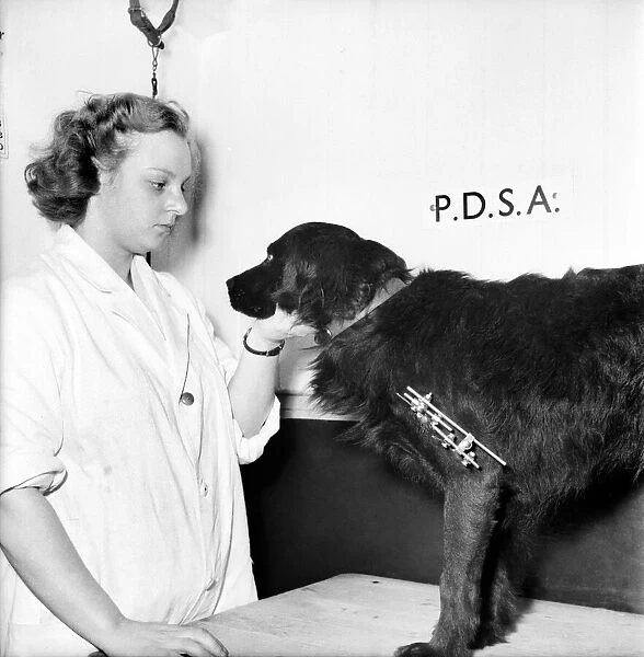 Vet attends to a dog with a broken leg at the P. D. S. A. Centre, Woodford, Essex