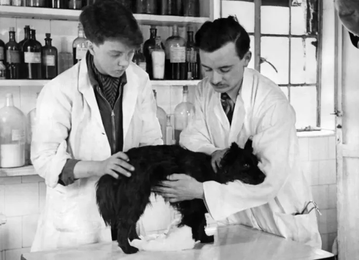 Framed Print : The Veterinary Surgeon and Pam Golding helping the dog to use his legs. March 1944