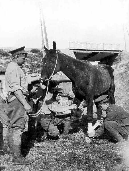 Vets seen here treating a horse wounded in action at the British Verterinary hospital in