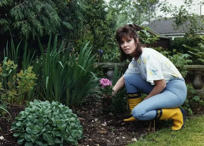Framed Print : Vicki MIchelle in her garden pruning her flowers June 1988 Framed Print : Vicki MIchelle in her garden pruning her flowers June 1988