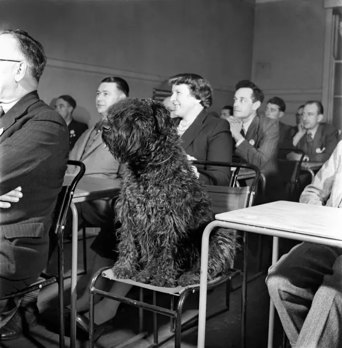 Framed Print : Vicky, a 3 year old Kerry Blue dog patiently attends the lecture at the Coal Utillsation Framed Print : Vicky, a 3 year old Kerry Blue dog patiently attends the lecture at the Coal Utillsation