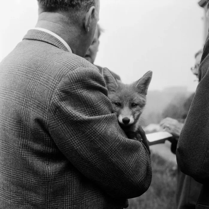 Framed Print : Vicky the fox cub awith dog owner Neil McNeil of Liverpool at Barons Down near Dulverton Framed Print : Vicky the fox cub awith dog owner Neil McNeil of Liverpool at Barons Down near Dulverton