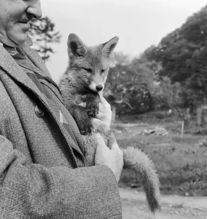 Framed Print : Vicky the fox cub awith dog owner Neil McNeil of Liverpool at Barons Down near Dulverton