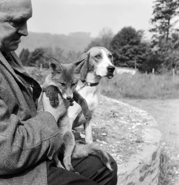 Framed Print : Vicky the fox cub and Sheba the fox hound dog at Barons Down near Dulverton in Somerset