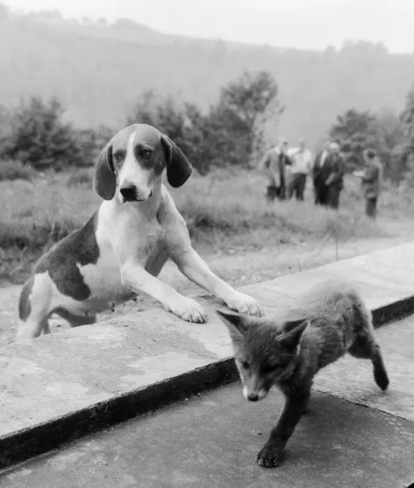 Framed Print : Vicky the fox cub and Sheba the fox hound dog at Barons Down near Dulverton in Somerset Framed Print : Vicky the fox cub and Sheba the fox hound dog at Barons Down near Dulverton in Somerset
