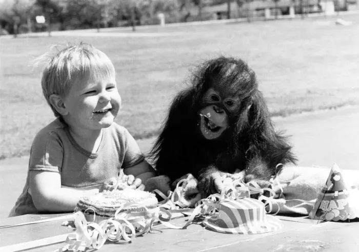 Framed Print : Victoria the orang utan celebrates her first birthday with her closest friend Framed Print : Victoria the orang utan celebrates her first birthday with her closest friend