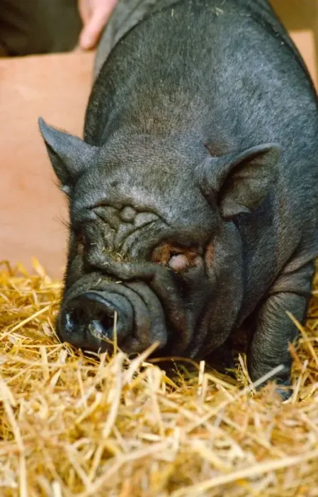 Framed Print : A Vietnamese Pot-bellied pig Framed Print : A Vietnamese Pot-bellied pig