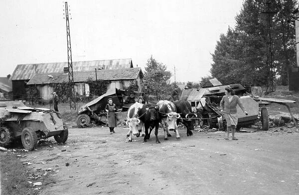 Villagers take their cattle past wrecked Nazi vehicles in northern France. September 1944