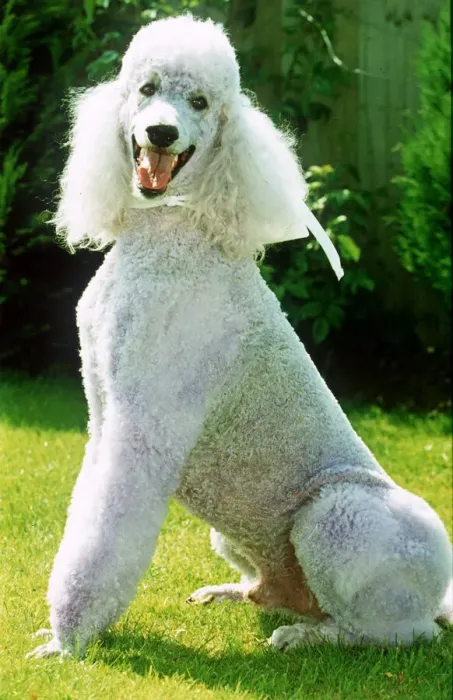 Framed Print : Violet poodle