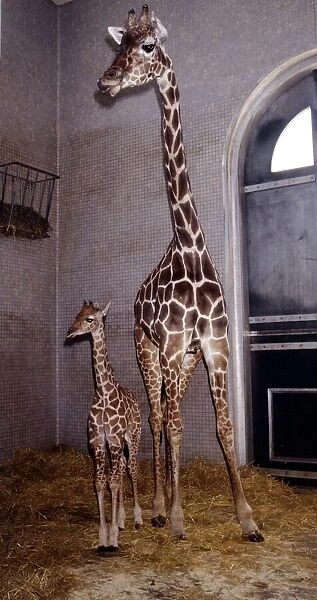 Virginia the giraffe with her new born baby Zara at London Zoo June 1984
