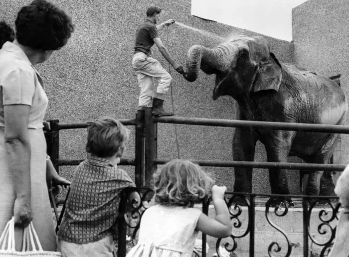 Framed Print : Visitors to Coventry Zoo watch elephant, Sukie, enjoying his daily shower bath Framed Print : Visitors to Coventry Zoo watch elephant, Sukie, enjoying his daily shower bath