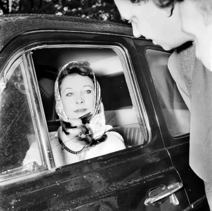 Framed Print : Vivien Leigh leaving her flat at 54 Eaton Square tonight at 6. 15 pm Framed Print : Vivien Leigh leaving her flat at 54 Eaton Square tonight at 6. 15 pm